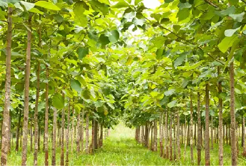 Teak Plantation